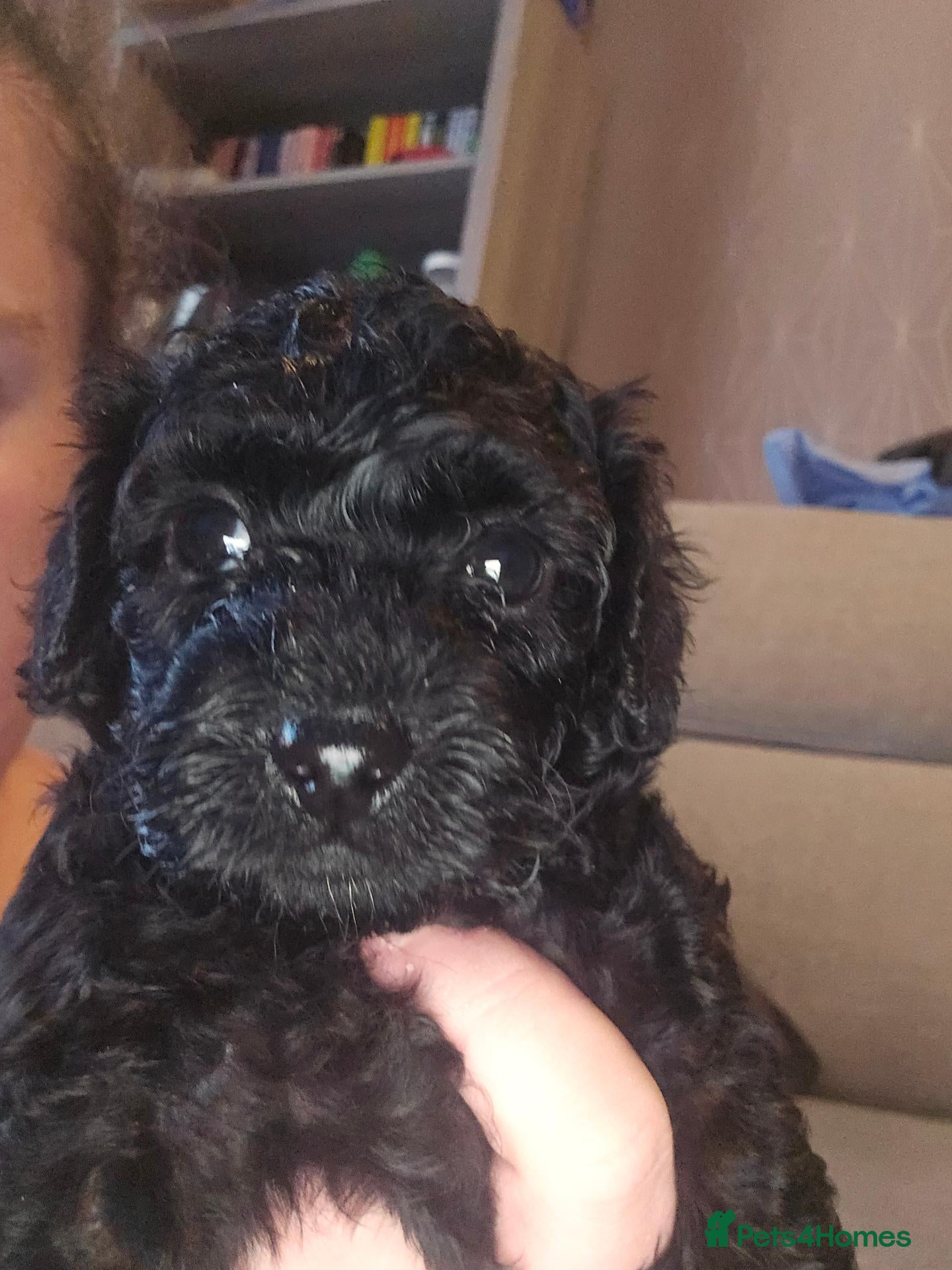 Shihpoo dogs 🐶 Gorgeous F1B Shihpoo Puppies - Family Raised 💕 - Advert 1