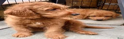 Labradoodle dogs for sale: keiras red fox miniature labradoodles  - Advert 5