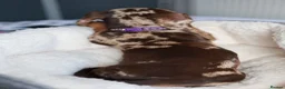 Dachshund dogs for sale: KC Registered Dachshund Puppies  - Advert 8