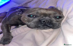 French Bulldog dogs for sale: French bulldog puppies - Image 6