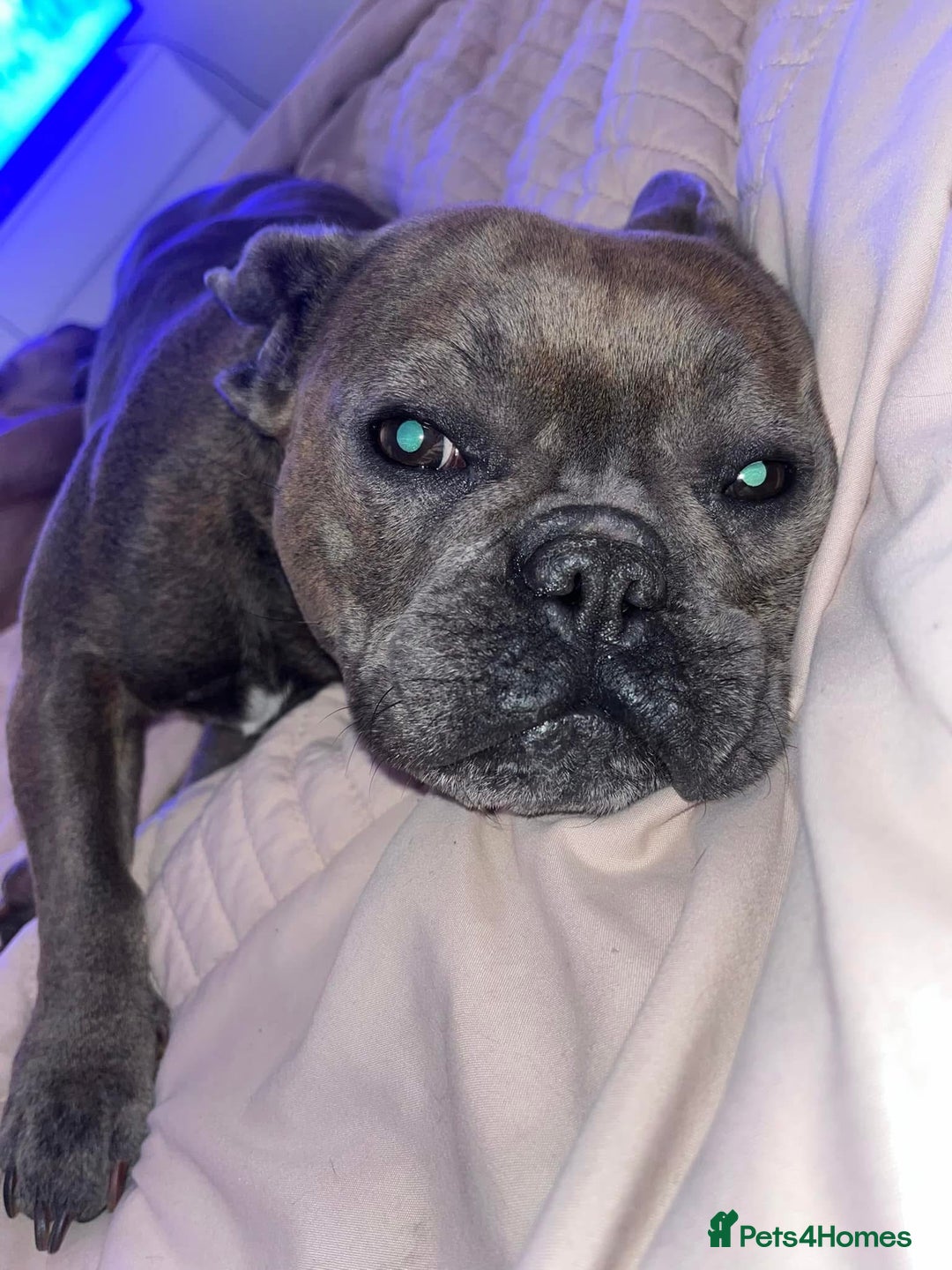French Bulldog dogs for sale: French bulldog puppies - Image 6