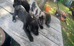 Mixed Breed dogs for sale: Puppy’s  - Image 3