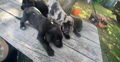 Mixed Breed dogs - Advert 15