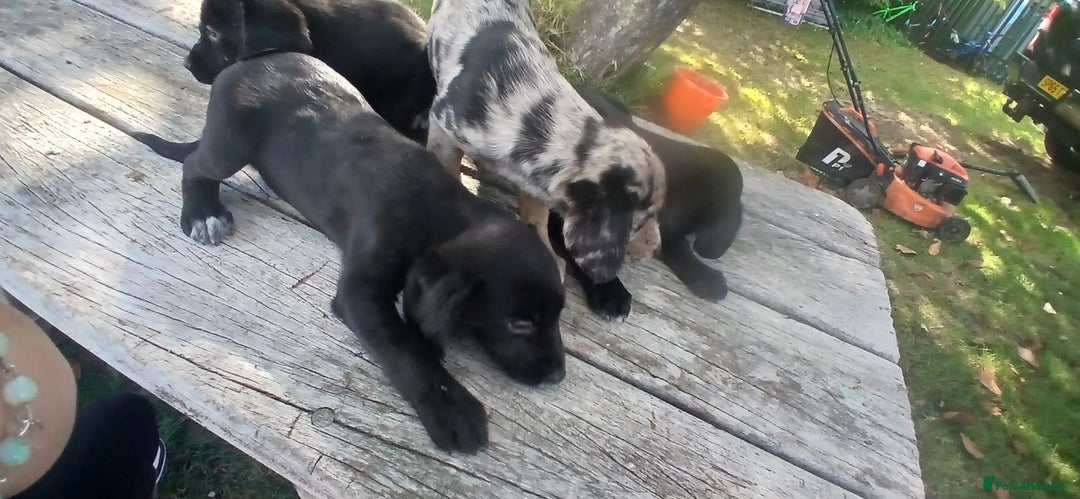 Mixed Breed dogs for sale: Puppy’s  - Image 3