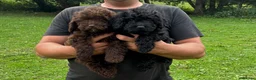 Cockapoo dogs for sale: Beautiful cockapoo puppy’s  - Advert 15