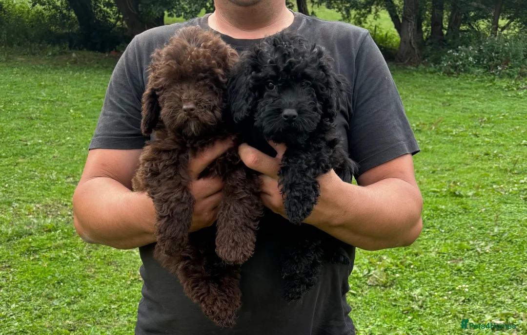 Cockapoo dogs for sale: Beautiful cockapoo puppy’s  - Advert 15