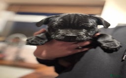 Staffordshire Bull Terrier dogs for sale: Champion Beautiful Black Staffy Puppies  - Image 2
