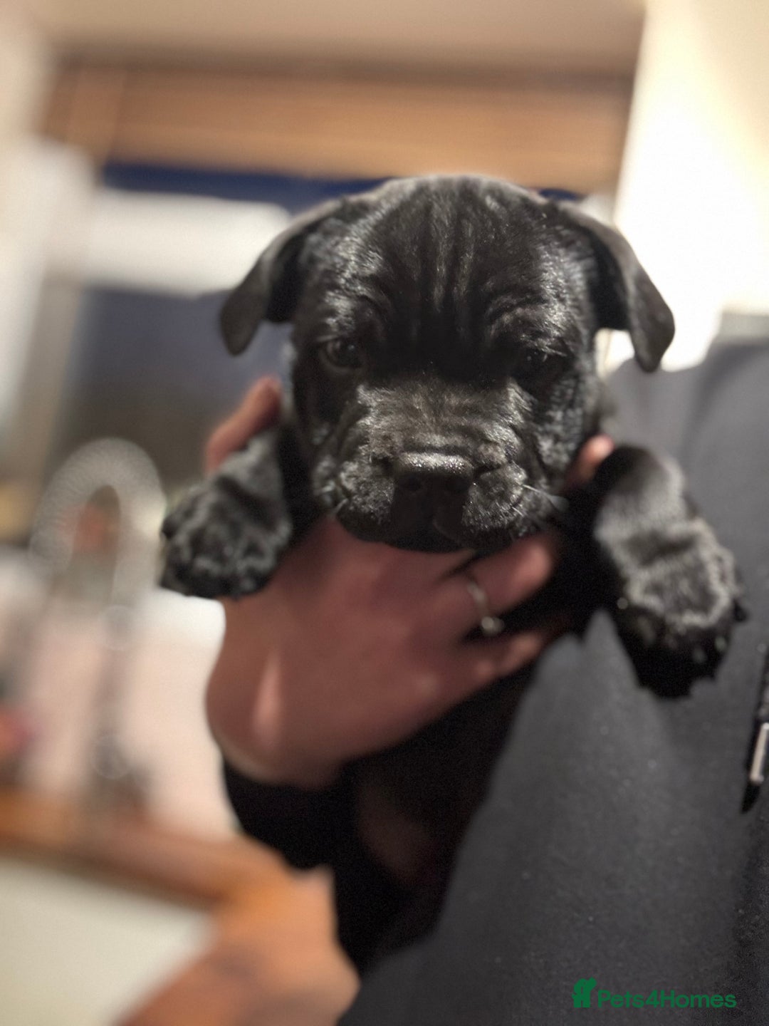 Staffordshire Bull Terrier dogs for sale: Champion Beautiful Black Staffy Puppies  - Image 2