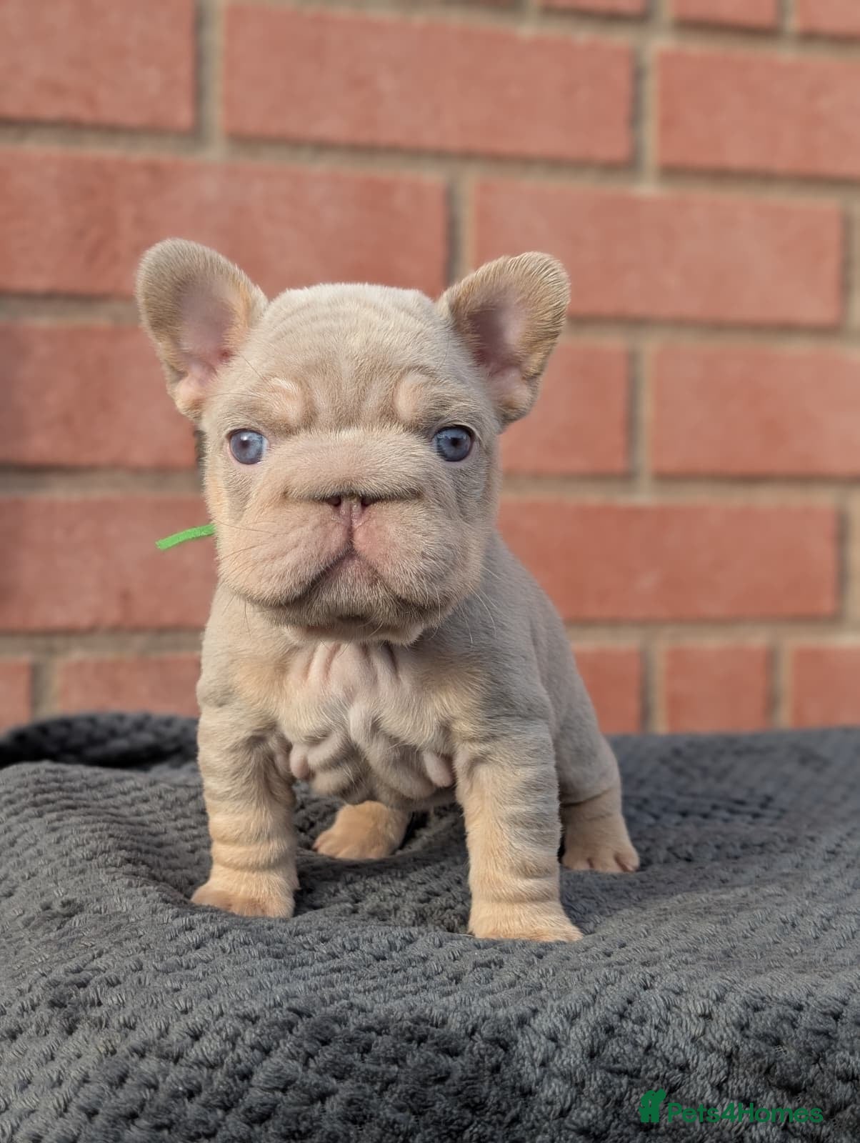 French Bulldog dogs Isabella NEWSHADE French bulldogs - Advert 5