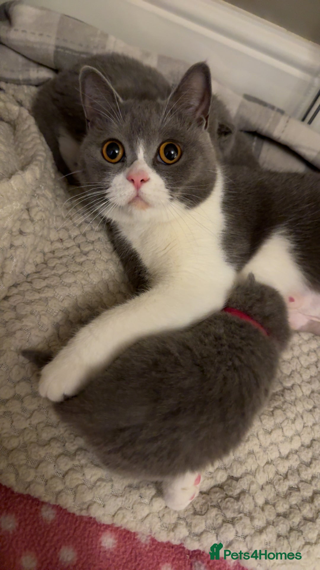 British Shorthair cats for sale: 5 chunky British shorthair kittens for sale  - Advert 7