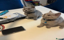 British Shorthair cats for sale: Beautiful  lilac and blue kittens 2 boys 1 girl - Image 23