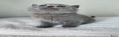 British Shorthair 5