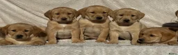 Labrador Retriever dogs for sale: Beautiful litter of KC reg Labrador puppies  - Advert 7