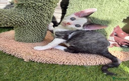 Devon Rex cats for sale: Two cuddlebugs- literally sticker cats available❤️ - Image 12