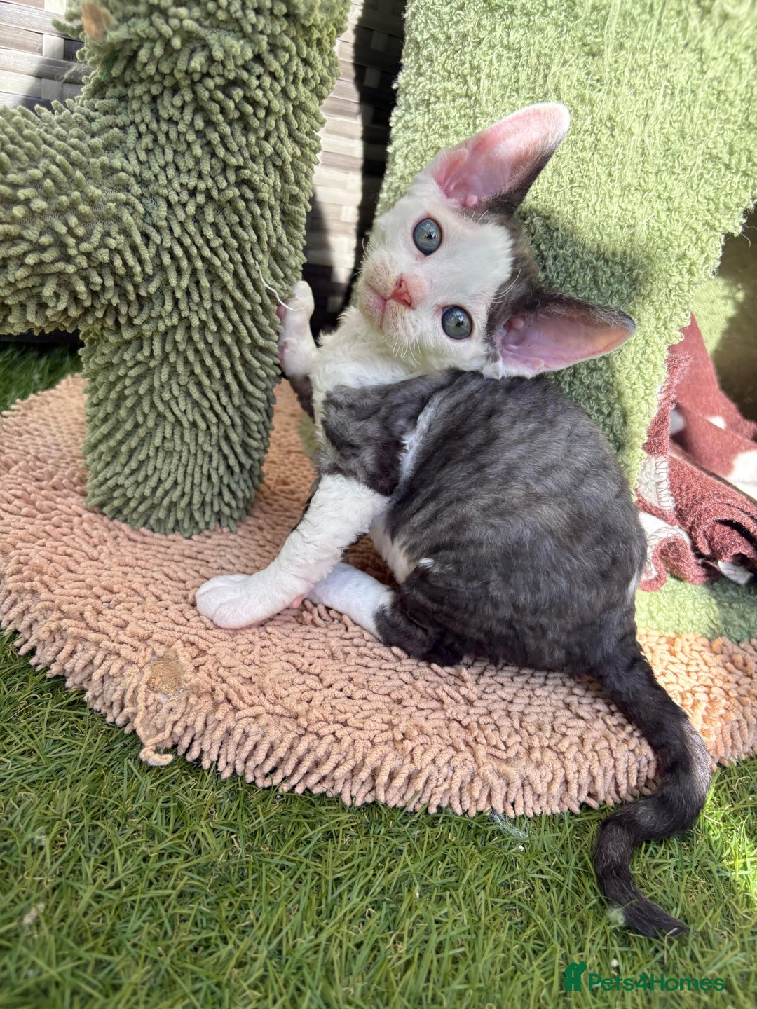 Devon Rex cats for sale: Two cuddlebugs- literally sticker cats available❤️ - Image 12