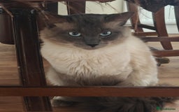 Mixed Breed cats for sale: 3 beautiful kittens left for sale!! - Image 21