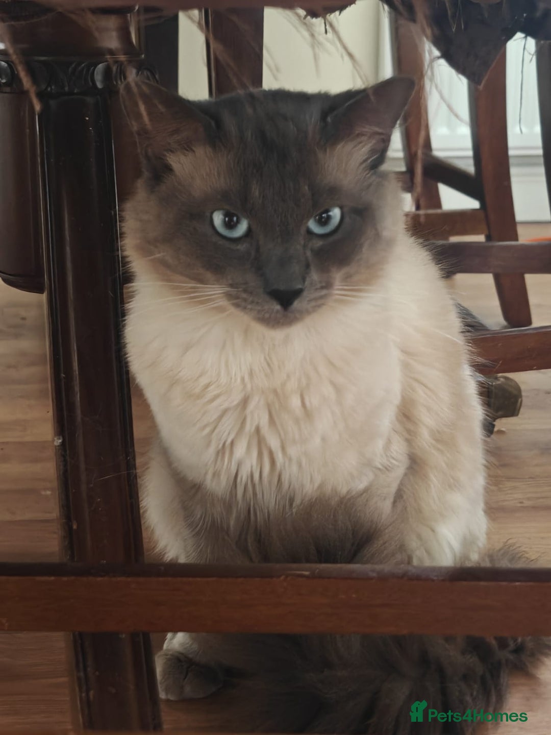 Mixed Breed cats for sale: 3 beautiful kittens left for sale!! - Image 21
