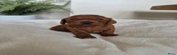 Toy Poodle dogs for sale: Kc regd Toy Poodles  - Advert 7