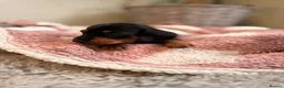 Miniature Dachshund dogs for sale: KC Miniature Smooth Dachshund Puppies - Advert 22
