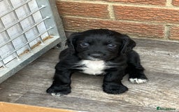 Cocker Spaniel dogs for sale: Ready to go -Quality Working Cocker Spaniel KC reg in Stone - Image 2