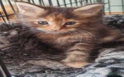 Maine Coon cats for sale: Fully health tested and Tica registered  in Great Missenden - Image 28