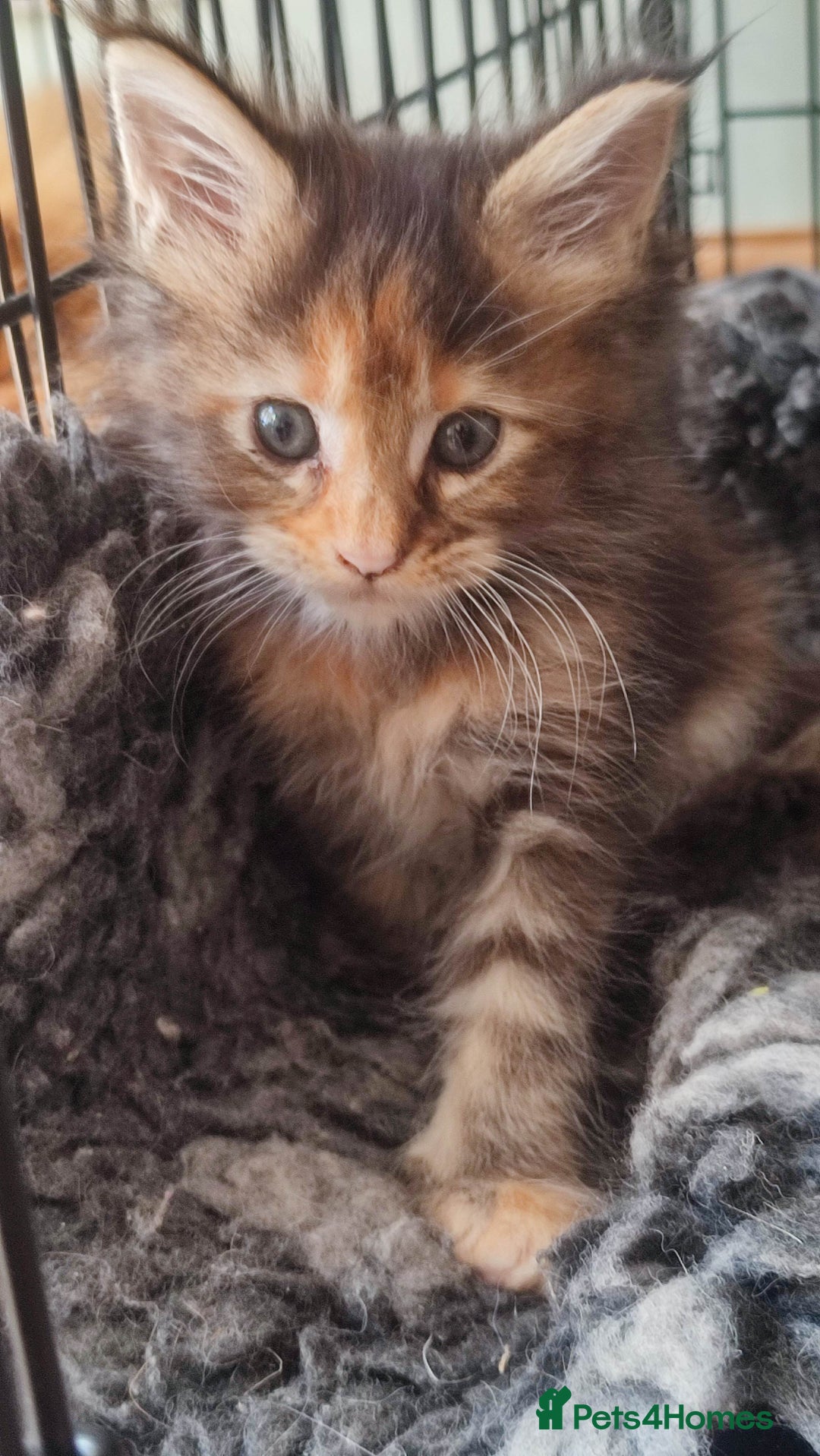 Maine Coon cats for sale: Fully health tested and Tica registered  in Great Missenden - Image 28
