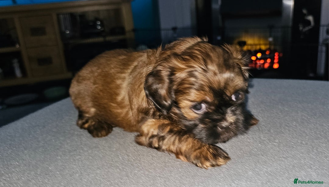 Shihpoo dogs for sale: Shi - Shipoo cross breed - Advert 5