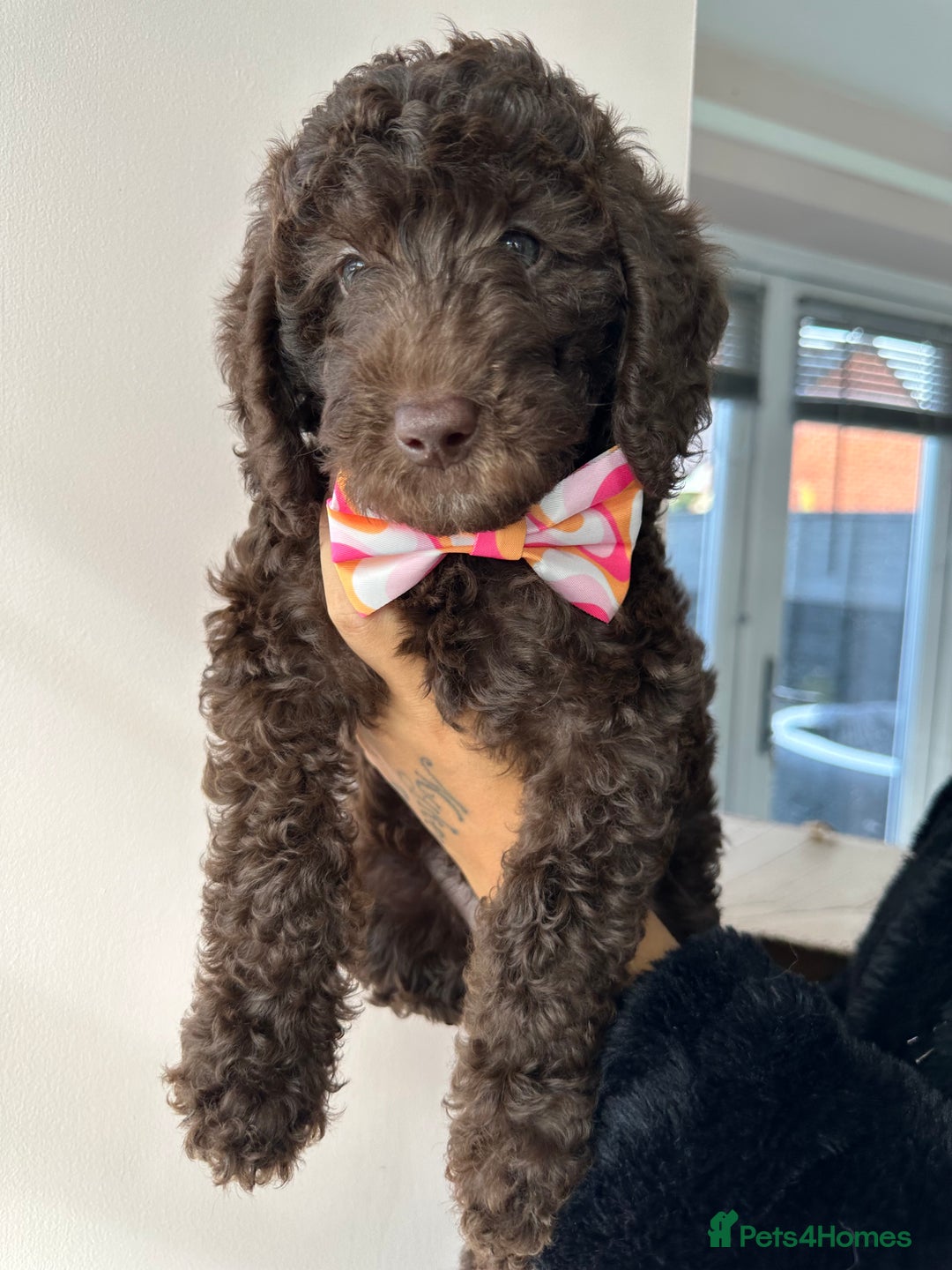 Mixed Breed dogs for sale: Goldendoodle/Australian double doodles  - Image 14