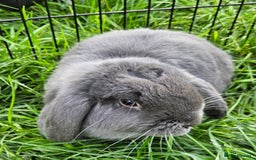 Mini Lop rabbits for sale: 💫💫💖Mini lop🐰🐰🐇🐇 - Image 4