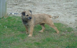 Border Terrier dogs for sale: Blue and Tan Border Terrier Pups, Ready Dec 13th - Advert 11