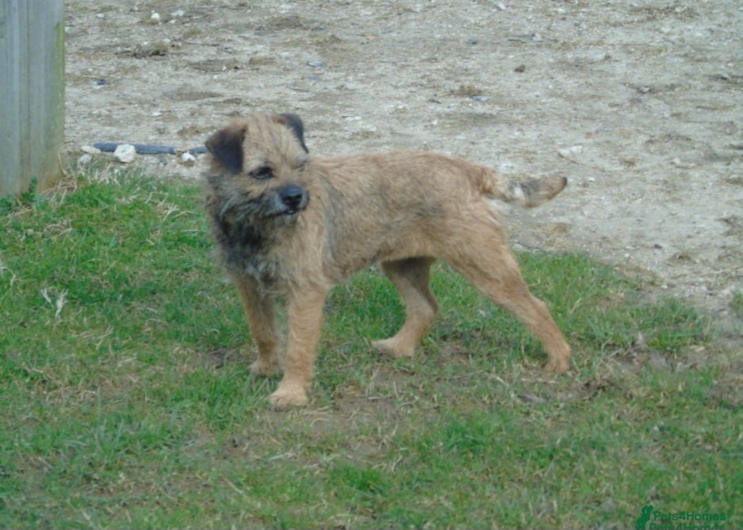Border Terrier dogs for sale: Blue and Tan Border Terrier Pups, Ready Dec 13th - Advert 11
