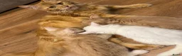 Maine Coon cats for sale: GCCF Pedigree Maine Coon kitten  - Advert 12