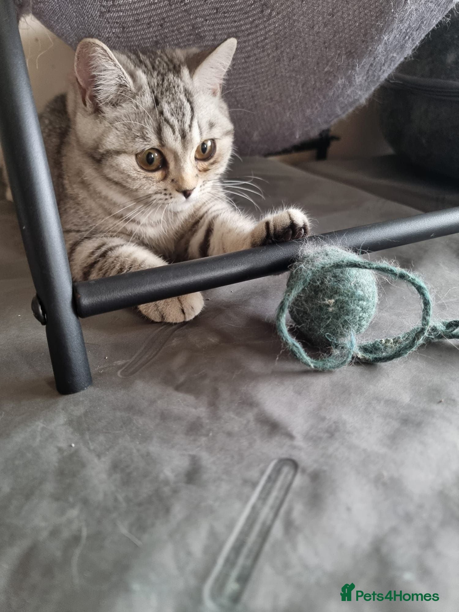 British Shorthair cats Last 2 Female Tabby BSH Friendly Vac GCCF Pedigree - Advert 2