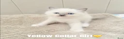 Ragdoll cats for sale: Five Beautiful Ragdoll Kittens Now Available🤍 - Advert 21
