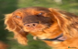 Cocker Spaniel dogs for sale: Gorgeous KC Working Cocker Spaniels- Health Tested - Image 17