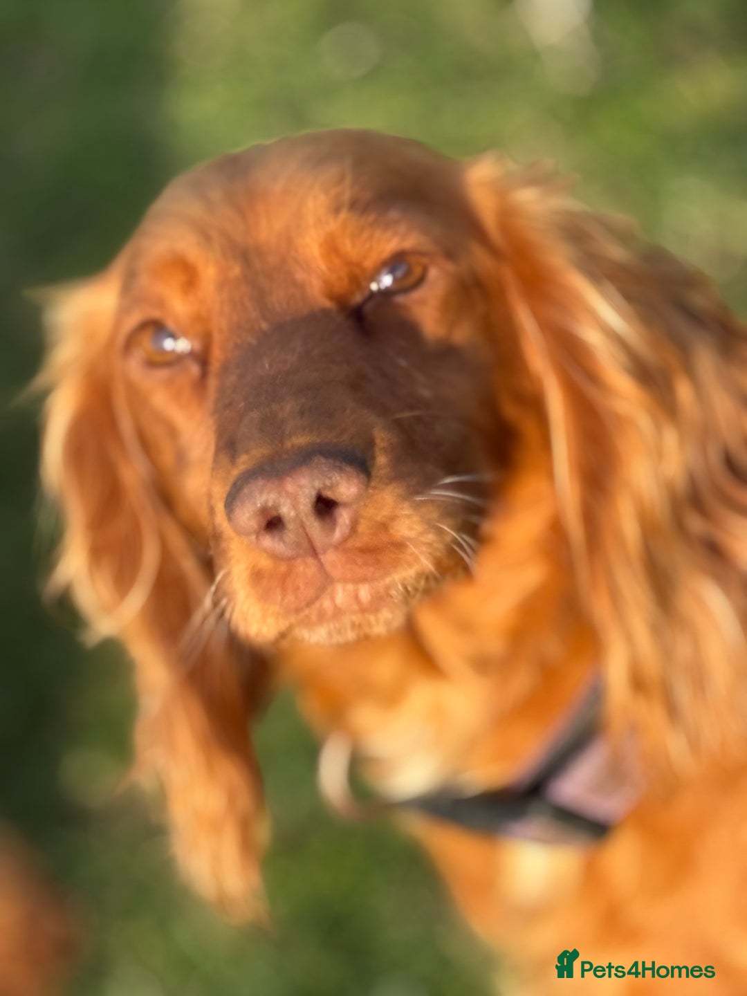 Cocker Spaniel dogs for sale: Gorgeous KC Working Cocker Spaniels- Health Tested - Image 17