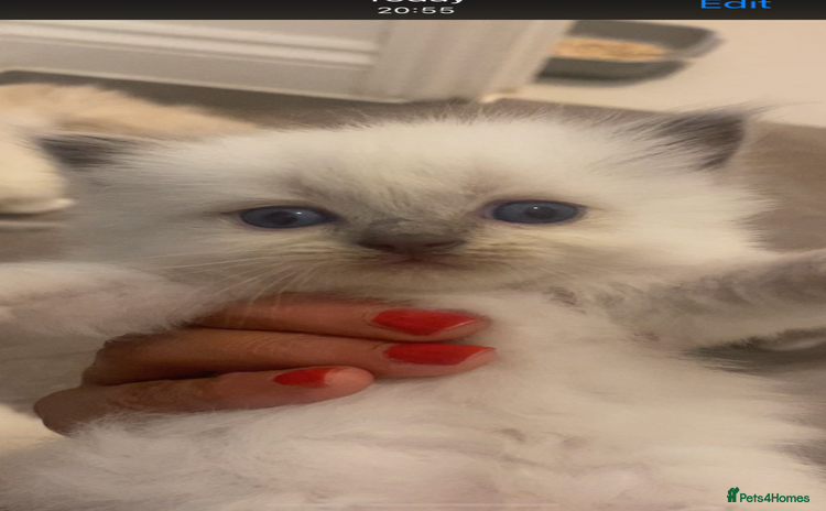 Ragdoll cats - Advert 12