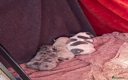 French Bulldog dogs for sale: Last pied French bulldog boy for sale - Image 8
