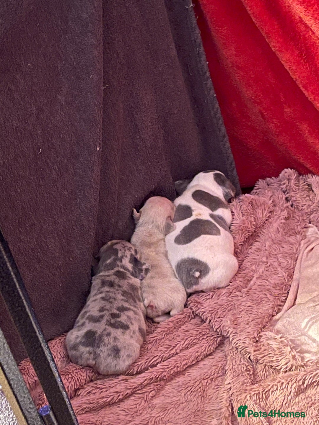 French Bulldog dogs for sale: Last pied French bulldog boy for sale - Image 8