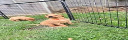 Labrador Retriever dogs for sale: Labrador Retriever puppies - Advert 7