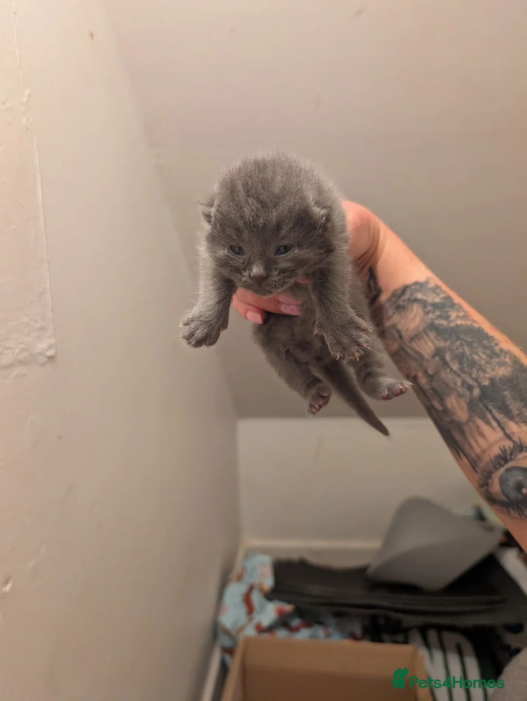 Mixed Breed cats for sale: Ragdoll/Persian mix kittens in Southampton - Advert 6