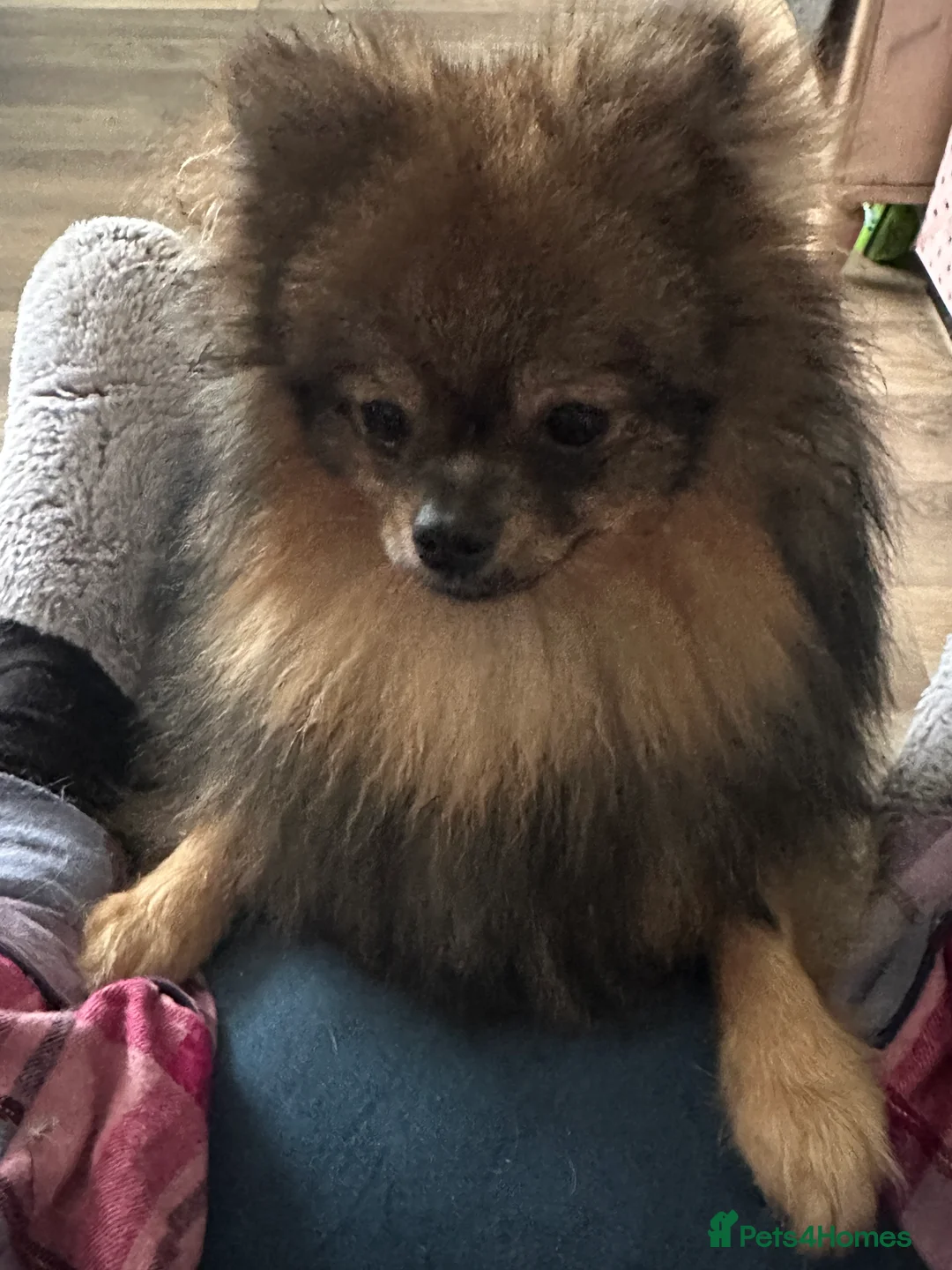 Pomeranian dogs for sale: Beautiful Boy Pomeranian, Quinn - Advert 6
