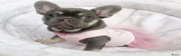 French Bulldog dogs for sale: READY NOW! 1 GIRL LEFT. BLUE & TAN FRENCH BULLDOG - Advert 11