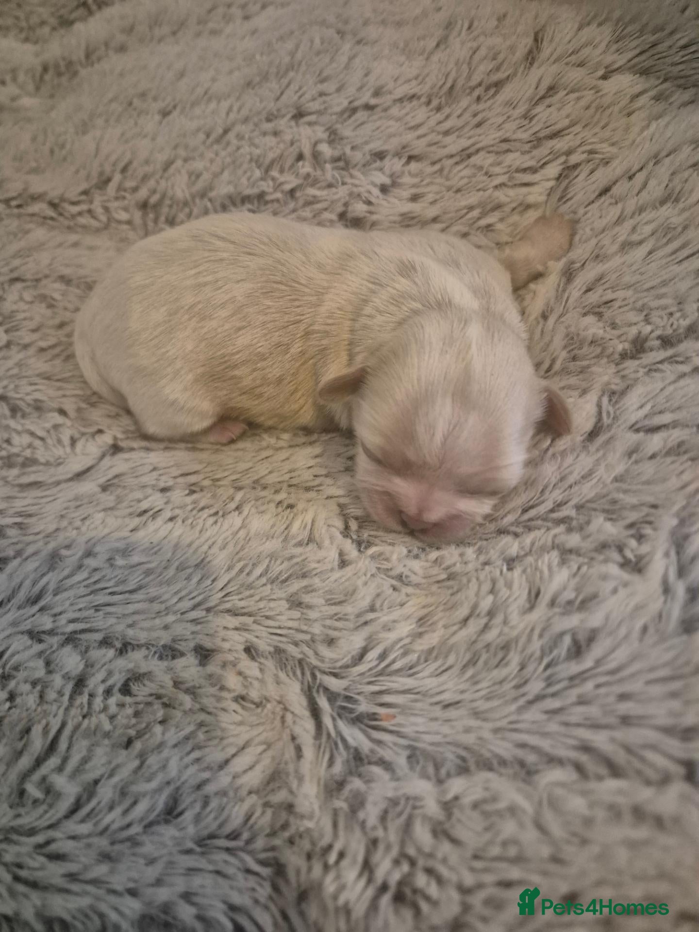 Shih Tzu dogs for sale: 5 Adorable Shih Tzu puppies-Will be ready 13th Dec - Advert 2