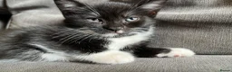 Mixed Breed cats for sale: Ready for Furever Homes in Buckingham - Advert 4