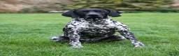 German Shorthaired Pointer dogs for stud: Working GSP Stud  - Advert 2