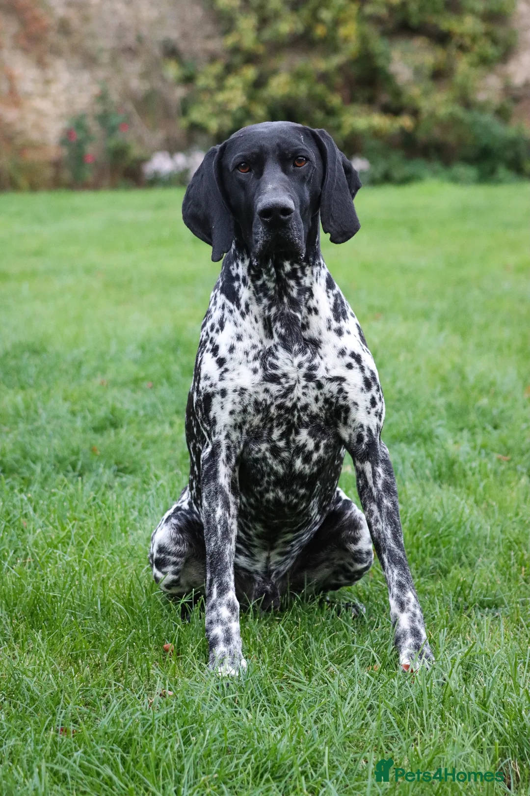 German Shorthaired Pointer dogs for stud: Working GSP Stud  - Advert 2