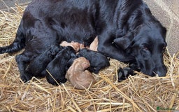 Labrador Retriever dogs for sale: Chunky Lab puppies  - Image 7