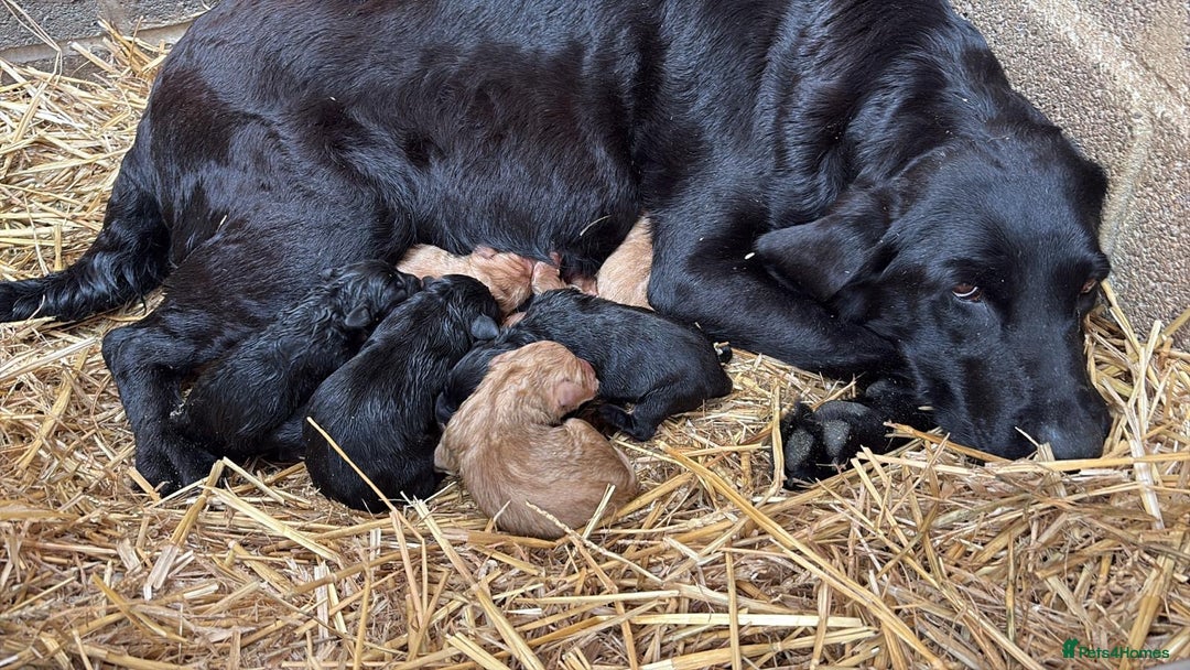 Labrador Retriever dogs for sale: Chunky Lab puppies  - Image 7