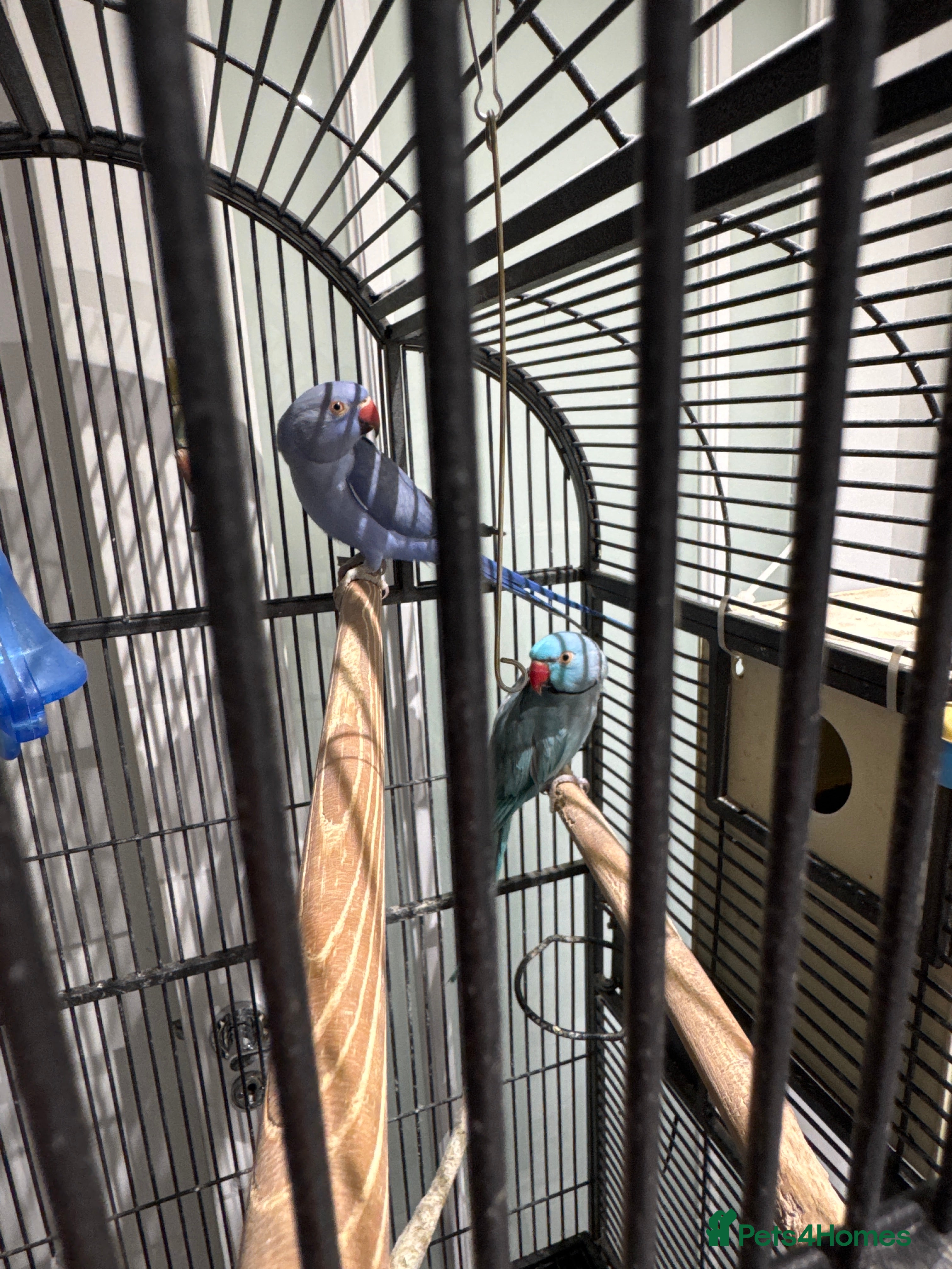 Parrots birds Breeding pair Indian Ring Neck Parrots - Advert 5